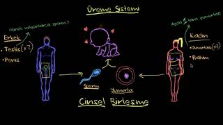 Üreme Sistemi Biyoloji Sağlık Bilgisi ve Tıp Fen Bilimleri [upl. by Uzziel]