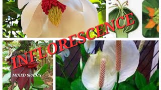 Inflorescence and its types with examples NEET biology flowers isc cbse [upl. by Hadias]