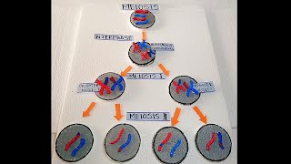 Meiosis Cell Division  Meiosis model  How to make Meiosis Cell division Model  Meiotic Division [upl. by Norel]