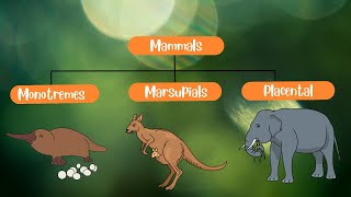 Classification of Mammals Monotremes Marsupials and Placentals [upl. by Oirevas851]