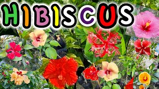 HIBISCUS BENEFITS AND DIFFERENT COLORS [upl. by Ginelle]