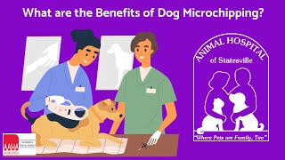 What are the Benefits of Dog Microchipping [upl. by Wun]