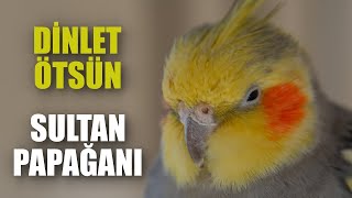 DİNLET ÖTSÜN Sultan Papağanı Sesi Ötüşü [upl. by Ahtenak563]