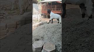 Chika bermain sama kambing cutebaby shortvideo shorts subscribe laguanakremix fyp [upl. by Evod]