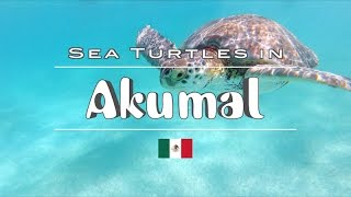 How to Swim with the Sea Turtles in Akumal in the Riviera Maya [upl. by Whittaker737]