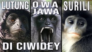 OWA JAWA SURILI LUTUNG DI CIWIDEY [upl. by Gilroy922]