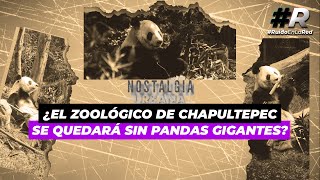 Xin Xin la última panda gigante en México ¿El Zoológico de Chapultepec se quedará sin pandas [upl. by Eetsim]