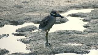 YellowCrowned Night Heron Nyctanassa violacea cayennensis immature French Guiana [upl. by Troc]