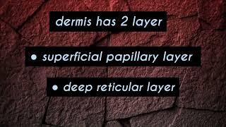 Dermis layer of skin  skin anatomy [upl. by Meluhs]