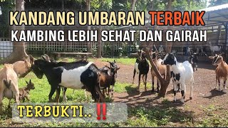 Dolan Kandang Umbaran Terbaik Lurisae Farm Kambing sehat selalu atraksi [upl. by Kathleen]