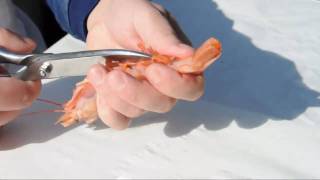 ShrimpsGarnelen putzen leicht gemacht  How to clean prawns [upl. by Triny]