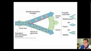 Hybrid Zones amp Speciation [upl. by Giffard]