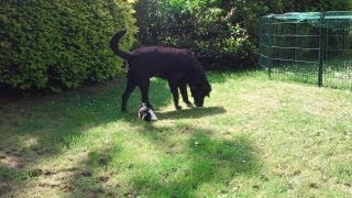 Mini und Maxi Hunde  BiewerYorkshireTerrier u Labrador [upl. by Shyamal702]