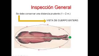 Aplomos y Balance en Equinos [upl. by Brause]