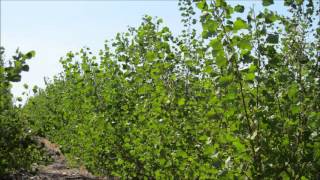 Growing Hybrid Poplars for BioFuels  WSU [upl. by Yemirej]