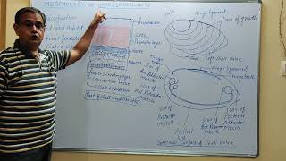 Morphology and Locomotion in UnioLemellidens [upl. by Anileh]