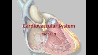 Cardiovascular System Anatomy and Physiology Overview [upl. by Grosz]