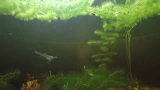 a peaceful sunny day bask in the hornwort with us 45 [upl. by Shanly]