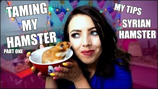 TAMING MY HAMSTER  How I Tame a Hamster  Hamster Care [upl. by Ellebyam601]