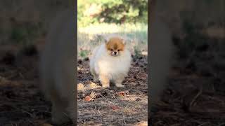 Pomeranian Darikar Classik 8 months old pomeranian teacuppom pom [upl. by Shaner]