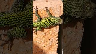 Green spiny lizard 🇨🇷 Costa Rica [upl. by Heyward185]