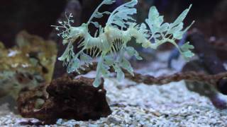 Leafy Sea Dragon  Weymouth SEA LIFE Park [upl. by Akihsay]