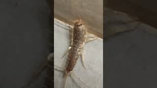 Lepisma saccharina Silverfish [upl. by Gnahk161]