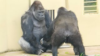 Shabani courts Ai aggressively｜Gorilla [upl. by Priebe]