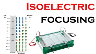 Isoelectric focusing in 2d gel electrophoresis [upl. by Lebam820]