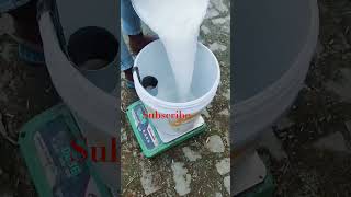 Murrah Buffalo milking cow buffalo shorts degree youtube farming viral [upl. by Airoled]