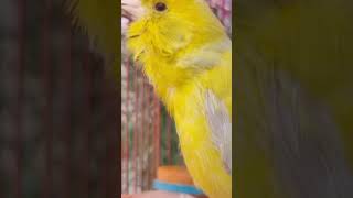 Canary Birds Singing birds birdsinging canarysingingtraining [upl. by Iaras]