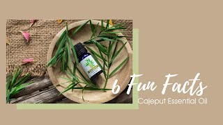 6 Fun Facts about Cajeput Essential Oil [upl. by Roanne53]