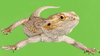 Bearded Dragons The Ultimate Care Guide [upl. by Colon795]