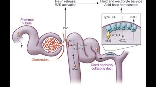 Electrolyte Homeostasis part 2 pathophysiology edema Hypernatremia Hyponatremia Urinary [upl. by Schick]