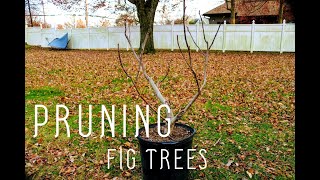 The BEST TIPS for Repotting Fig Trees  Planting a Fig Tree in a Pot for Success [upl. by Niddala577]