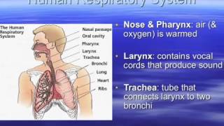 Respiratory System [upl. by Meekyh355]