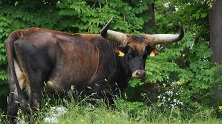 Heck Cattle  Hitler’s Aurochs [upl. by Riddle]