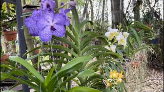 Vanda Orchid Care for Beginners Growing Outdoors and Loving It 2022 edition January 9 [upl. by Dane]