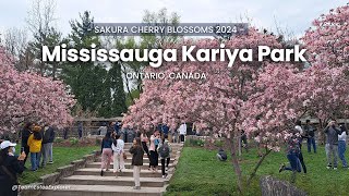 4K Mississauga Kariya Park Sakura Cherry Blossom 2024 Peak Season  Walking Tour Part 1 [upl. by Sager]