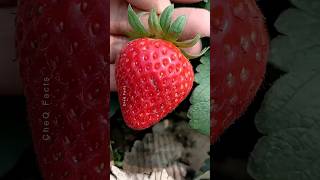 How to Grow Strawberry Plants at Home 🍓 plants farming shorts [upl. by Sophi]