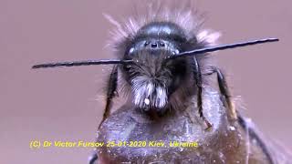 Insects in Ukraine Beneficial Insects and Pests Beetles Bees Wasps Parasitoids amp Butterflies [upl. by Eneiluj]