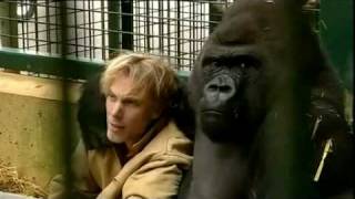 Gorilla Gorilla  Damian Aspinall amp Kifu at Howletts Wild Animal Park Kent [upl. by Hattie]