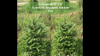 Shearing 3  5 Canaan amp Balsam Fir on our Christmas Tree Farm [upl. by Silvana]