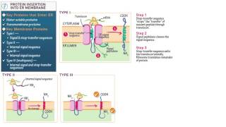 Cell and Molecular Biology Protein Insertion into the ER Membrane [upl. by Ardnosac]