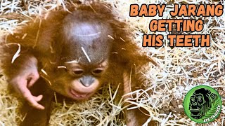 Baby Orangutan Jarangs First Teeth Coming In [upl. by Ahsieym]