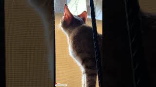 Cat Chirping Like a Bird  Cat Chirping and Chattering cat catvideos catchirping birdsounds [upl. by Elleirol57]