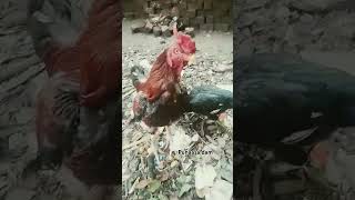 asheel chicks ap sabka sukriya like and subscribe ke liye 🤗shorts birds farmer mindtechnique [upl. by Ailed]