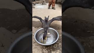 great cormorant eats the whole fish instantly [upl. by Isleana]