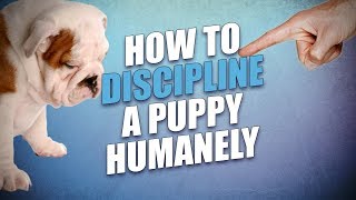 How to Discipline a Puppy Safe Humane but Effective Methods [upl. by Vincenz]