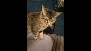 Chubbs the cat Gives to the Youtubers Thank you [upl. by Josselyn]